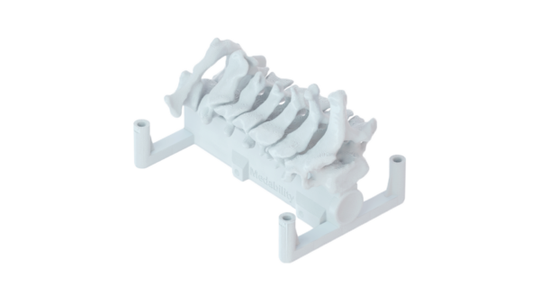SimBone-Cervical